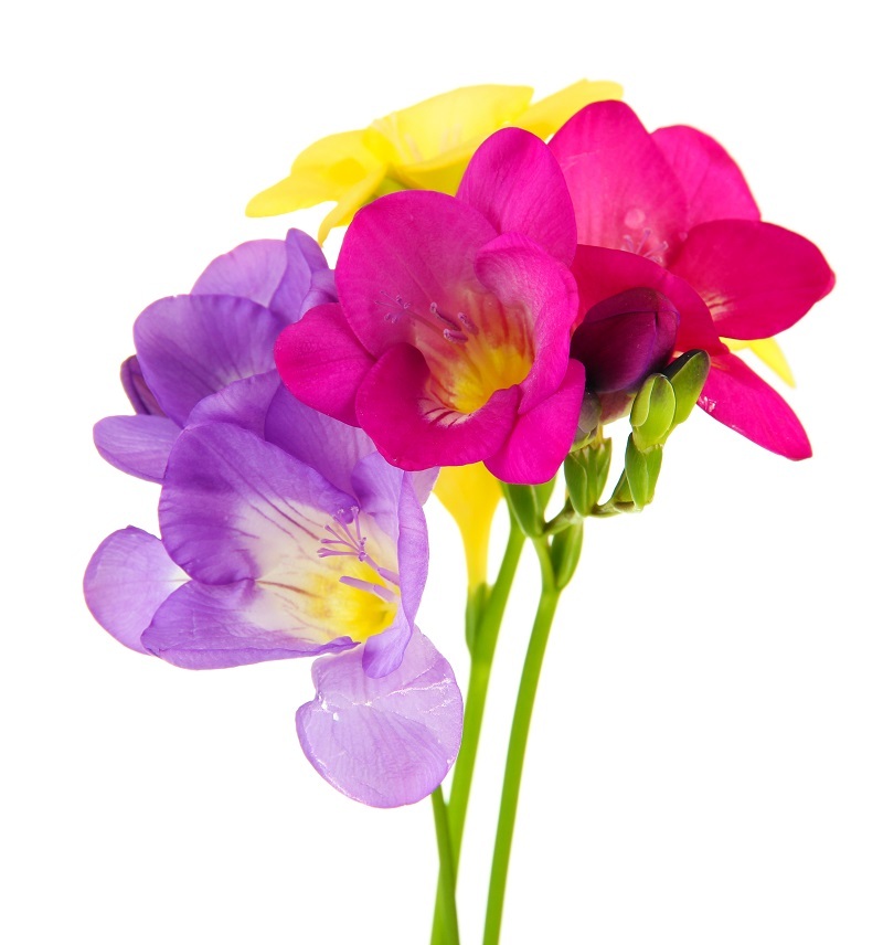 Flowers Tulips