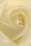 This image envelops you in the delicate embrace of an ivory-white rose as if inviting you to nestle within its silken petals-each layer unfurling in a gentle spiral. The close perspective lets you imagine the petal's cool, velvety touch, like the freshness of early morning air drifting through Hillingdon's leafy neighborhoods. Soft, filtered light and the interplay of gentle shadow draw attention to the intricate architecture at the heart of the bloom, evoking tranquility and understated beauty so often reflected in the peaceful surroundings of Hillingdon's green spaces. There's a quiet radiance here-a promise of peace-that makes this rose an ideal emblem for sending sympathy, admiration, or marking new beginnings within the local community. The flower's almost-translucent edges hint at the tender care with which it was arranged, a testament to a florist's art and sensitivity. Carefully composed, this rose captures not just the subtlety of its form but the emotions woven into every bouquet sent across Hillingdon: hope, remembrance, and grace. Its presence is like the gentle comfort found after a stroll through Pinewood Park-a subtle, soothing affirmation brought to life by skilled local hands. With each breath, you can almost imagine the faint, sweet fragrance, reassuring in its simplicity and perfect for any heartfelt occasion.